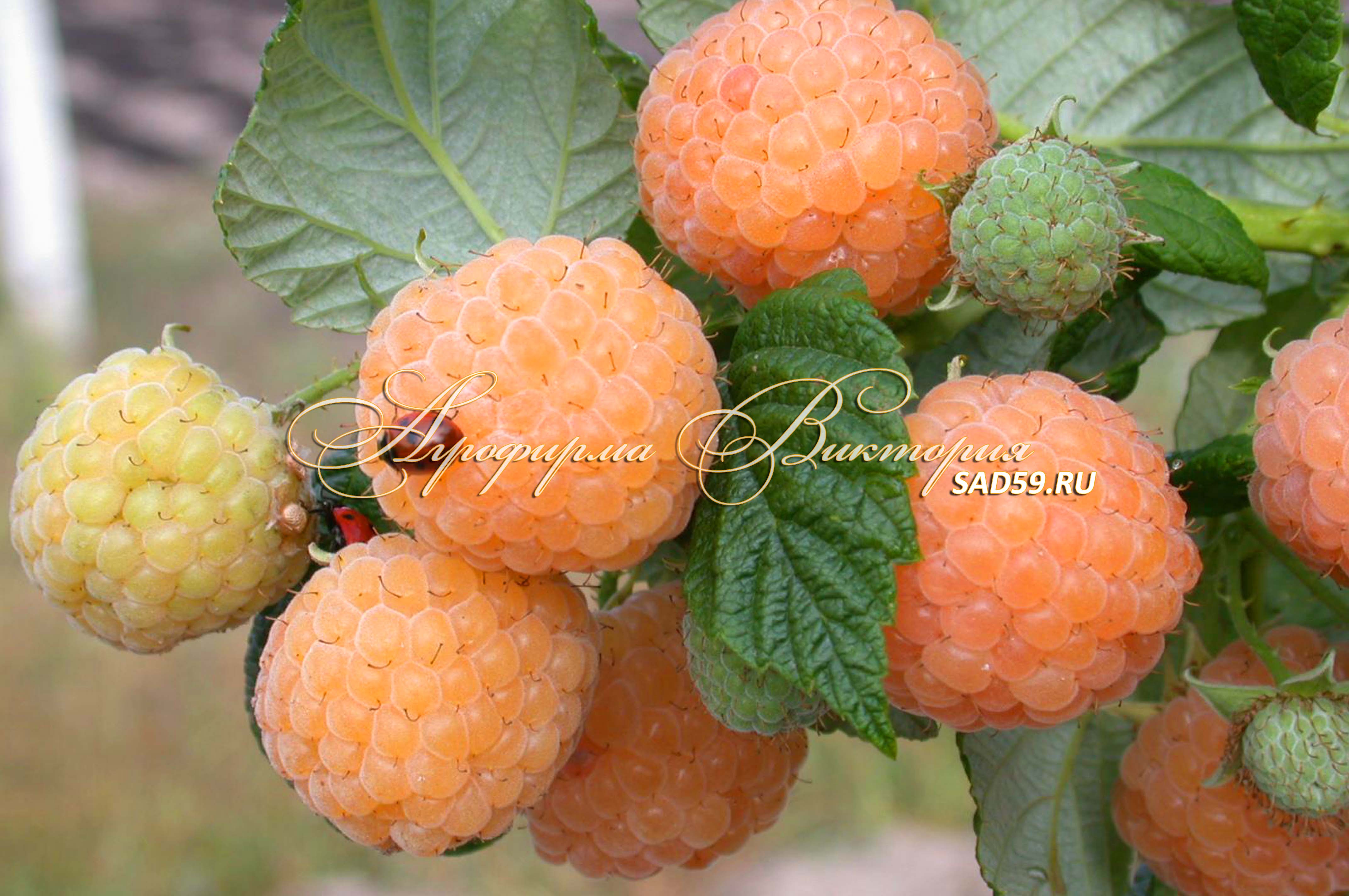Малина ЗОЛОТЫЕ КУПОЛА: описание, фото, отзывы